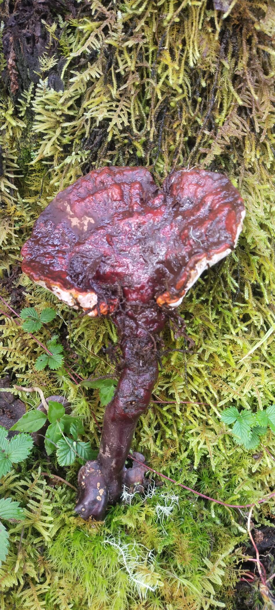 Ganoderma image