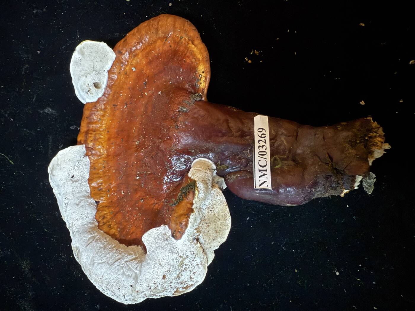 Ganoderma image