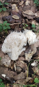 Hericium erinaceus image
