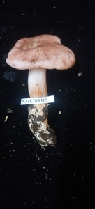 Hygrophorus russula image