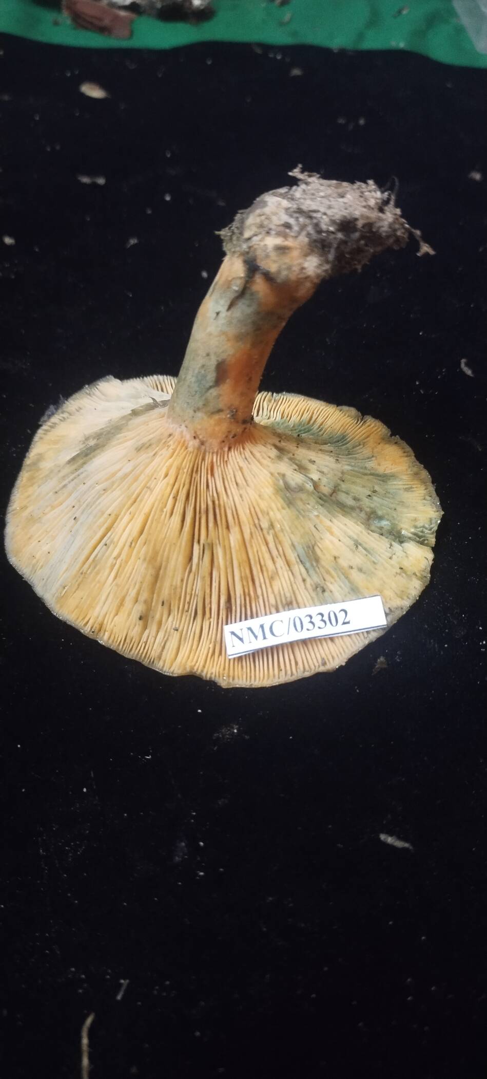 Lactarius laeticolor image