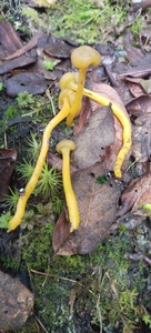 Leotia lubrica image