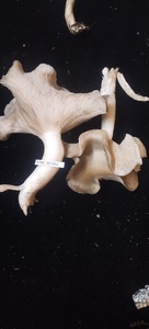 Lyophyllum shimeji image