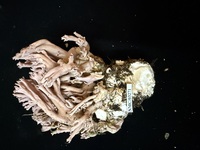 Ramaria violaceibrunnea image