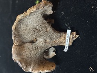 Sarcodon scabrosus image