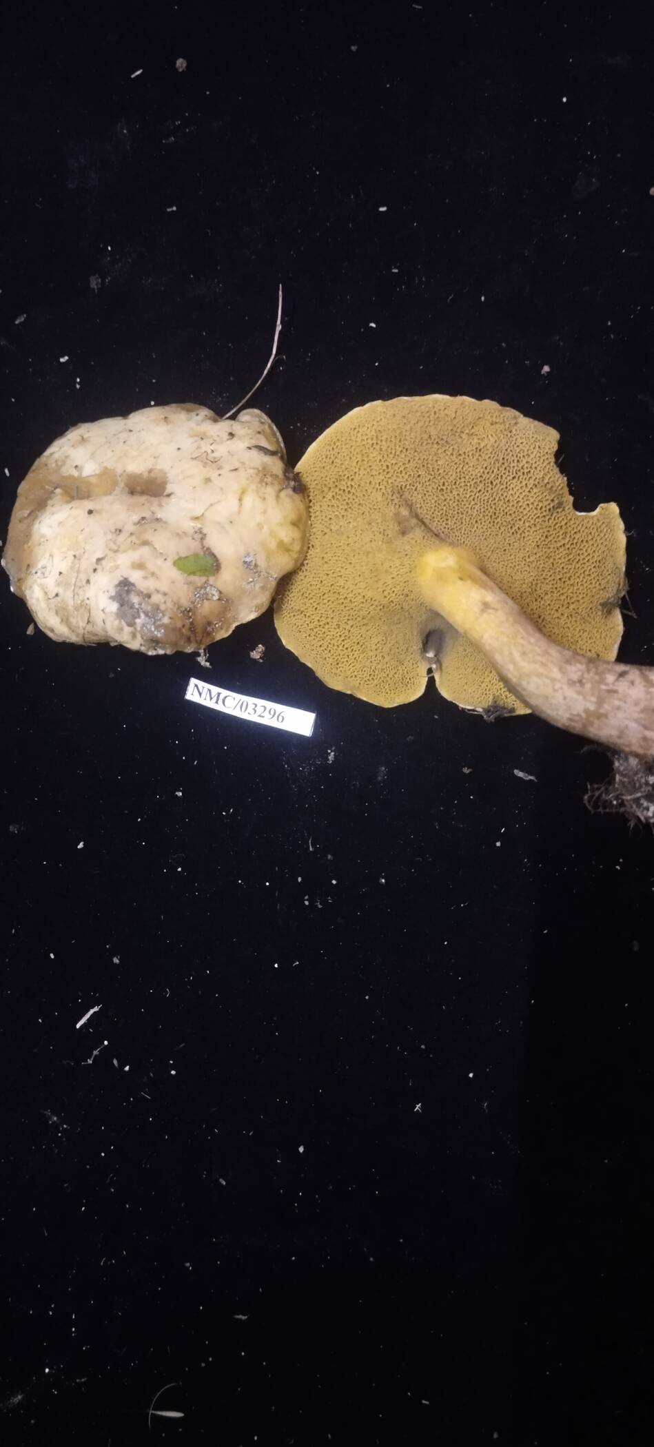 Suillus granulatus image