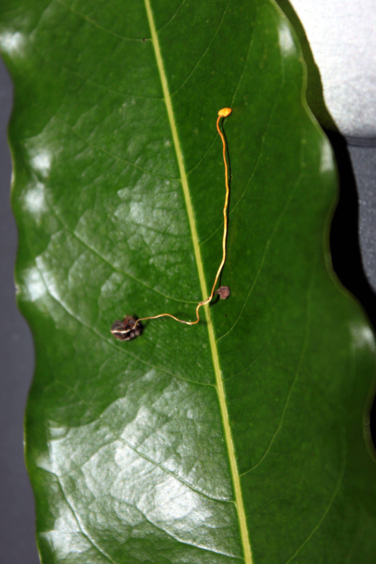 Ophiocordyceps myrmecophila image