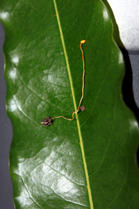 Image of Ophiocordyceps myrmecophila
