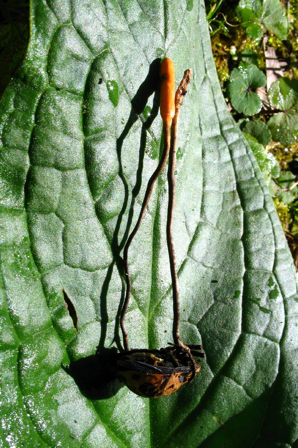 Ophiocordyceps nutans image