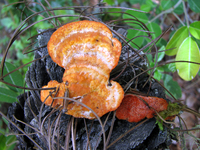 Image of Pycnoporus cinnabarinus