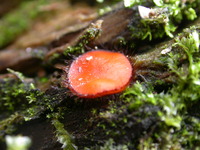 Image of Scutellinia scutellata