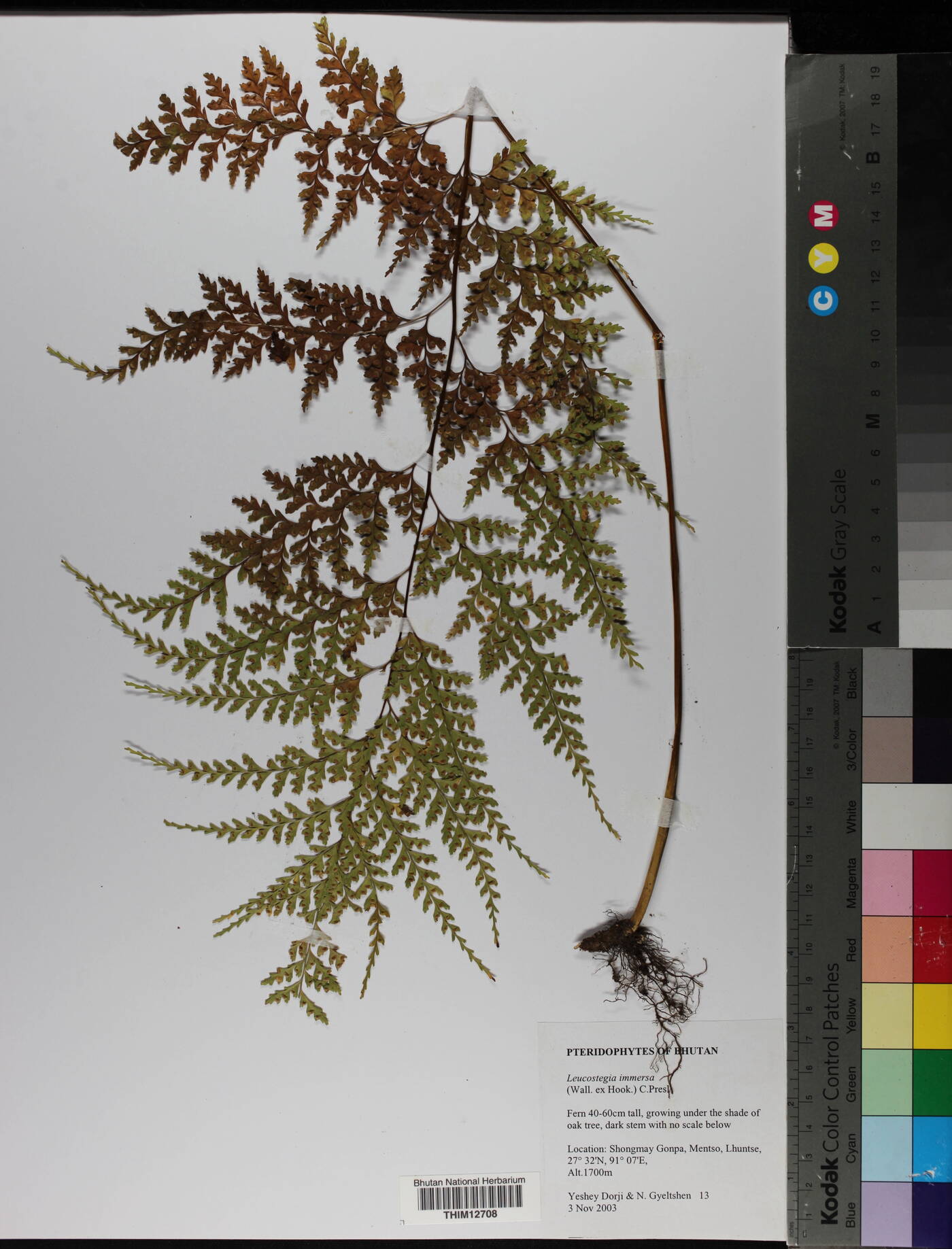 Leucostegia immersa image